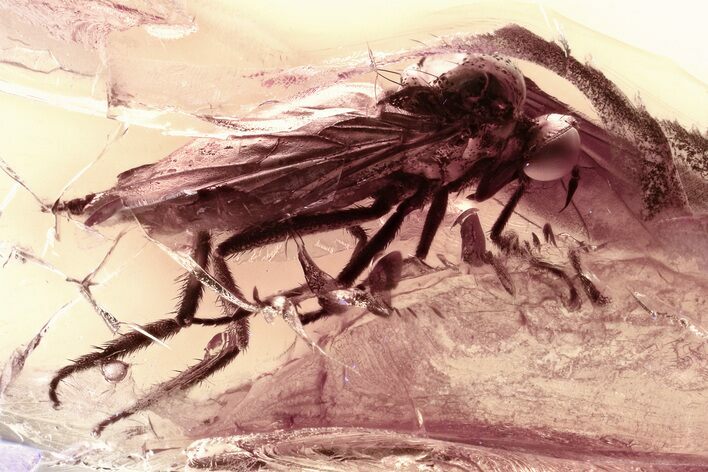 Detailed Fossil Dagger Fly and Biting Midge In Baltic Amber #330656